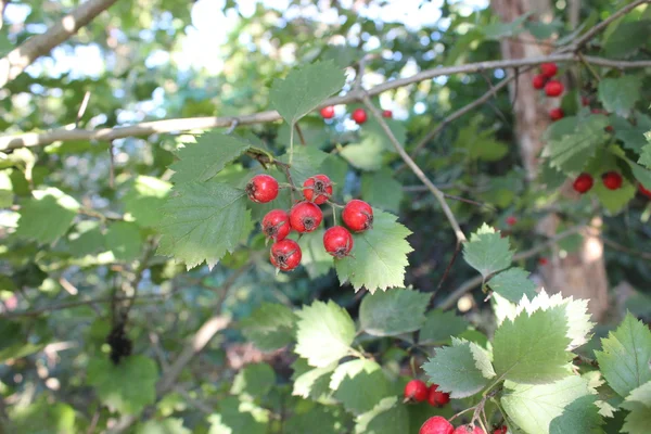 Hawthorn berries on the bush — Stock Photo, Image