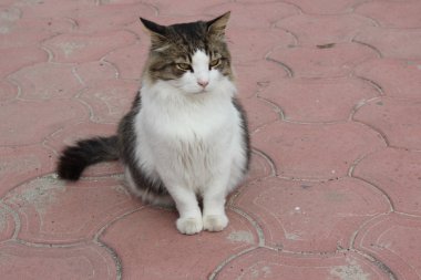 Kedi yolda oturuyor.