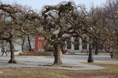 Dekoratif ağaç dut