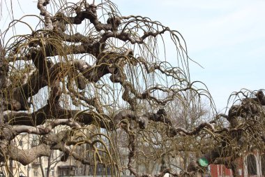 Dekoratif ağaç dut