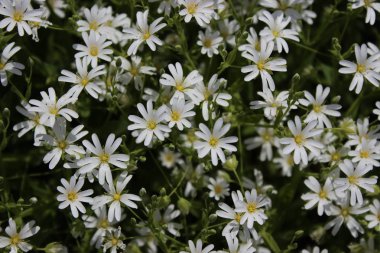 Küçük beyaz bahar çiçekleri. Papatya.