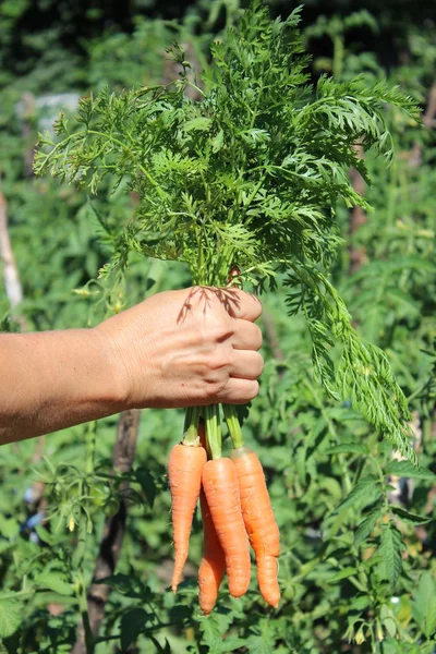 Eller içinde havuç