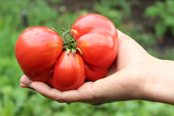 Красный помидор на женской ладони — стоковое фото