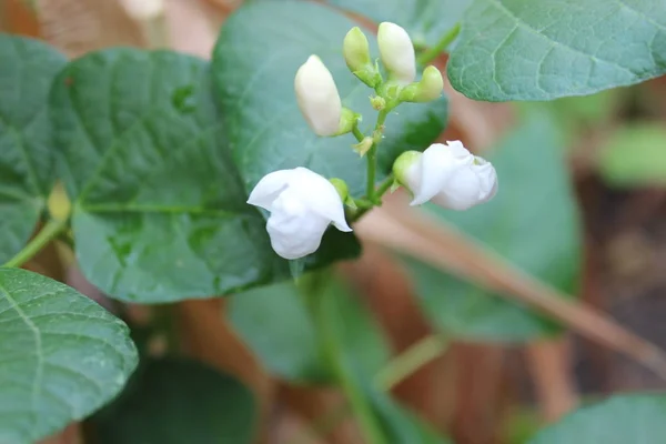 Kwiaty białe fasoli — Zdjęcie stockowe