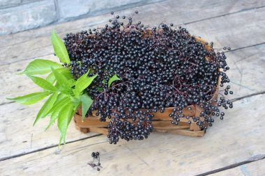 Mürver hasır sepet içinde