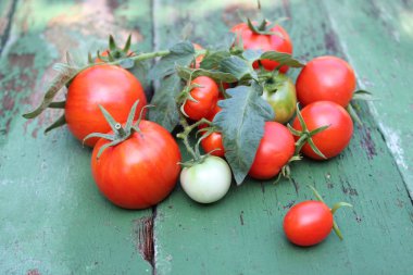 Organik domates kurullarında