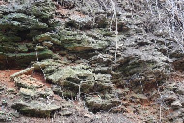 Deniz kabuğu kayasının arka planı