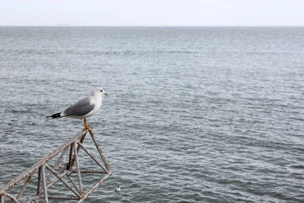 海的背景上的海鸥 — 图库照片