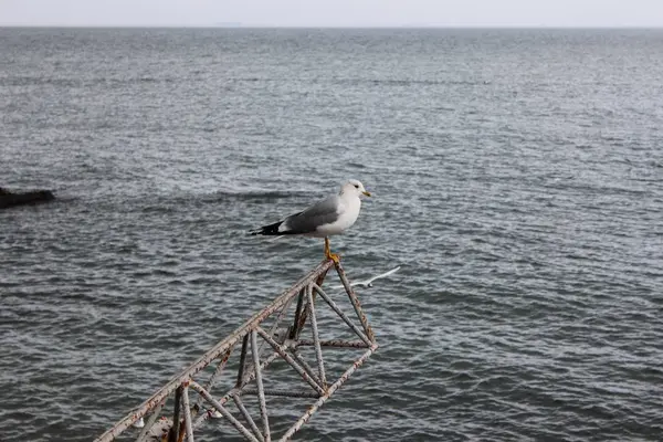 Burung camar di latar belakang laut — Stok Foto