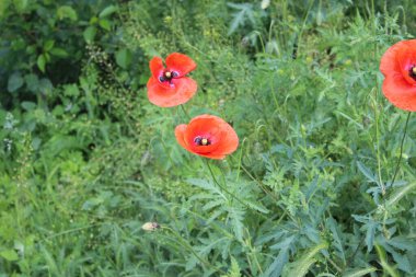 Red poppy flowers in city park. Nature