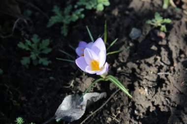 Şehir parkında ilk bahar küçük kardelen çiçekleri.