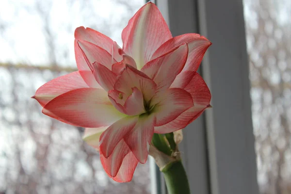 Gran flor de hippeastrum rosa caliente Plantas ornamentales . — Foto de Stock