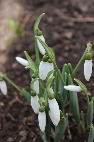 First Spring Little Snowdrop Flowers City Park — Stock Photo, Image