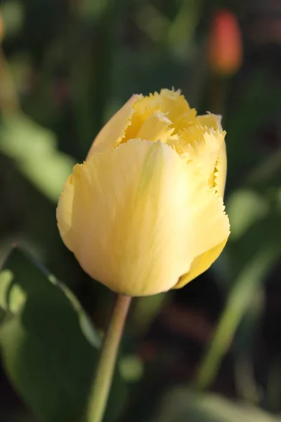 Žluté tulipány květiny v městské jarní zahradě — Stock fotografie