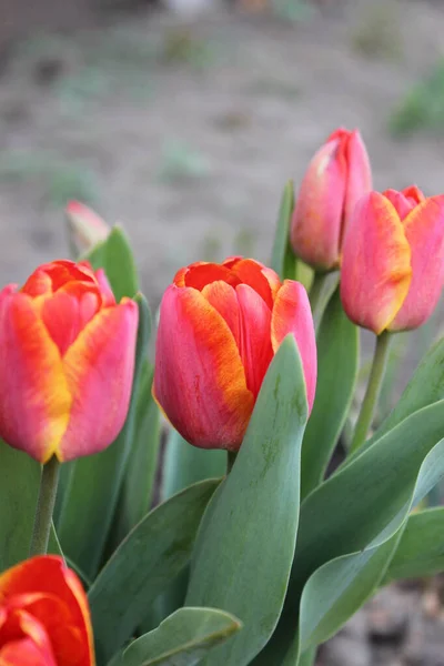 Červený tulipán květina ve městě jarní zahrada — Stock fotografie
