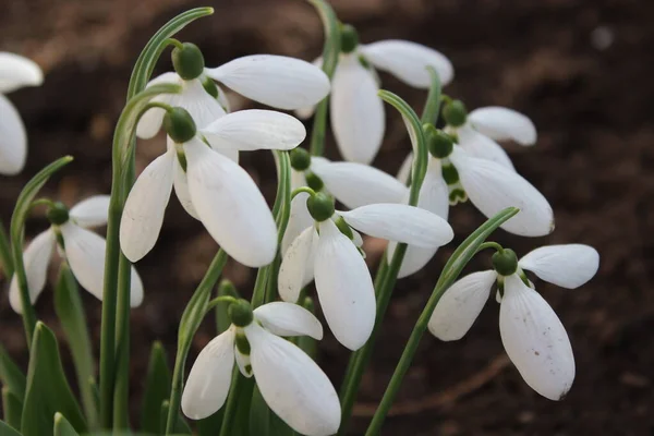 First Spring Little Snowdrop Flowers City Park — Stock Photo, Image