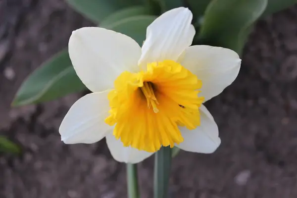 Grande Linda Flor Branca Narciso Início Primavera — Fotografia de Stock