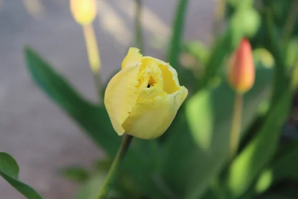 Flores Tulipas Amarelas Jardim Primavera Cidade — Fotografia de Stock