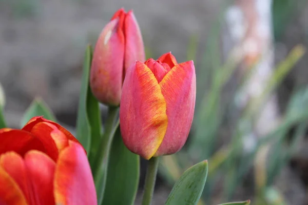 Rote Tulpenblüte Städtischen Frühlingsgarten — Stockfoto