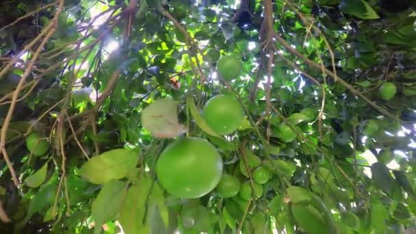 Unripe orange tree — Stock Video