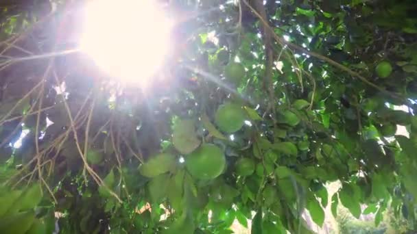 Unripe orange tree — Stock Video