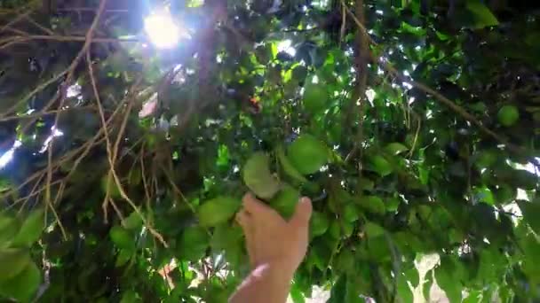 Unripe orange tree — Stock Video