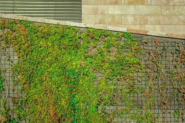 Ivy ile klasik mimari.