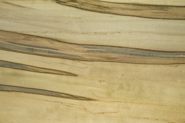 Gusano akçaağaç ahşap kaplama. Zemin ahşap.