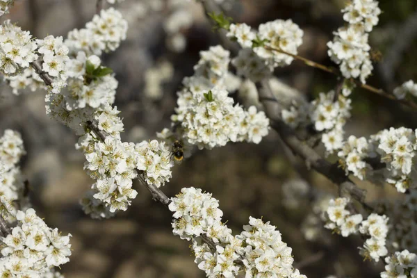 Flowering Branch Cherry Plum — Stock Photo, Image