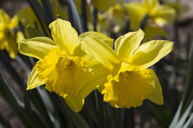 Sarı nergisler ve kadife bir merkez.