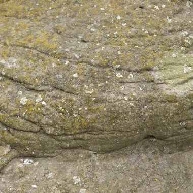 Bahçedeki mağara taşından bir parça. İnce yosunlarla kaplı taş..