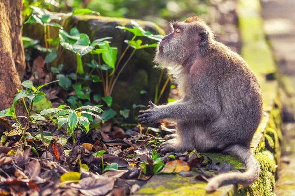 Macaco tranquilo em folhas verdes — Fotografia de Stock Grátis