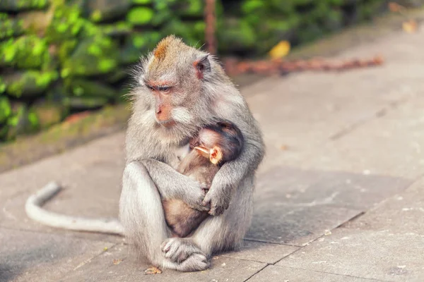 Maimuță cu copil în parc — Fotografie, imagine de stoc