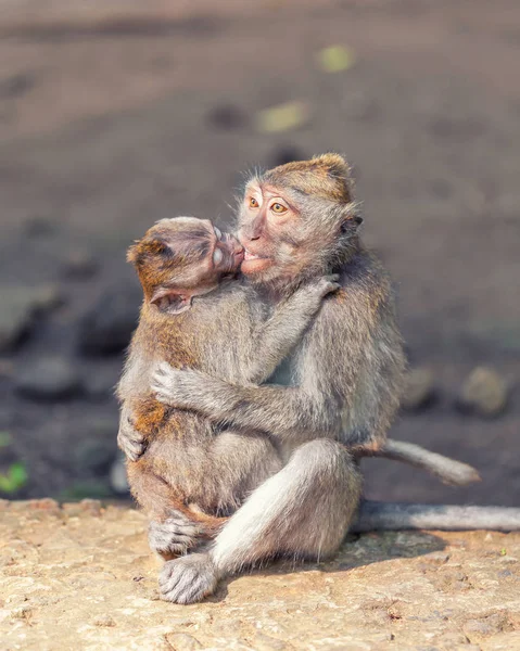 Mono con bebé en piedra — Foto de stock gratis