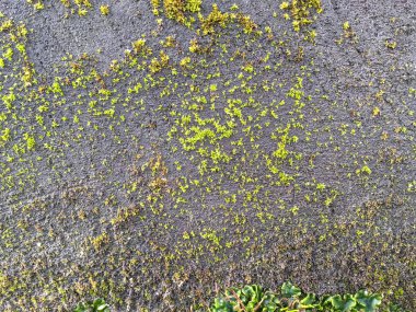 Eski antik gri taş duvar yosun büyümüş