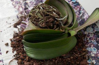 Bir orkideyi yeni bir toprağa nakletmek