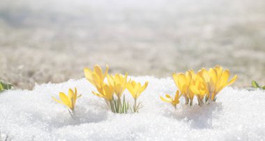 Crocus 'lar açık havada güneşli bir bahar gününde çiçek açarlar. Parlak beyaz kar arkaplanına karşı güzel çuha çiçekleri.