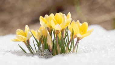 Crocus 'lar açık havada güneşli bir bahar gününde çiçek açarlar. Parlak beyaz kar arkaplanına karşı güzel çuha çiçekleri.