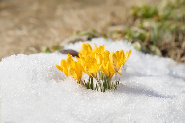 Çiğdemler çiçeği açık havada bahar güneşli sarı. Parlak beyaz kar çerçevede bir güzel campanula'lar.