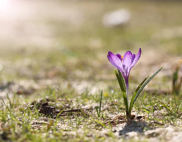 Açık havada güneşli bir bahar gününde, Crocus 'lar mor çiçek açarlar. Parlak beyaz kar arkaplanına karşı güzel çuha çiçekleri.
