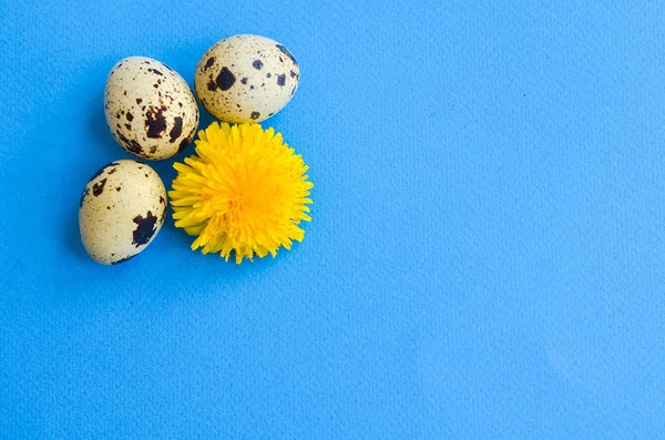 Três Ovos Codorna Uma Flor Dente Leão Fundo Azul Com — Fotografia de Stock