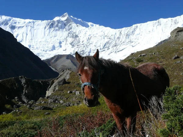 Horse on the pasture under snow capped mountains