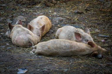 Kafkas dağlarında seyahat