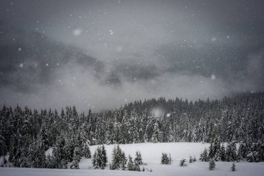 Dağlarda kar düşüyor. Orman karla kaplı.