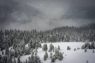 Dağlarda kar düşüyor. Orman karla kaplı.