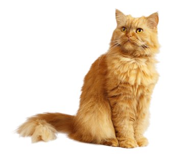 beyaz zemin üzerine zencefil kedi