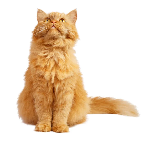 Kırmızı kedi arıyorum