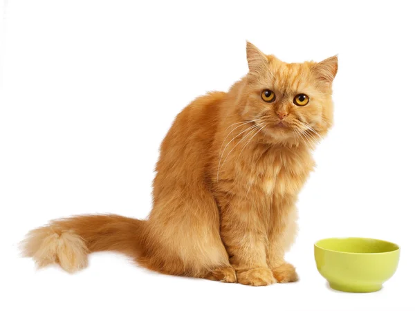 Красный кот с зеленой миской — стоковое фото