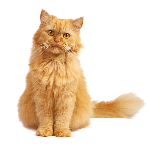 beyaz zemin üzerine zencefil kedi