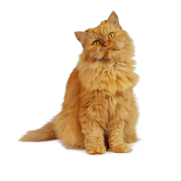 Beyaz arka planda kırmızı kedi